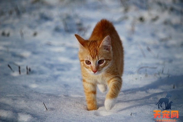 猫总是叫很烦人怎么办