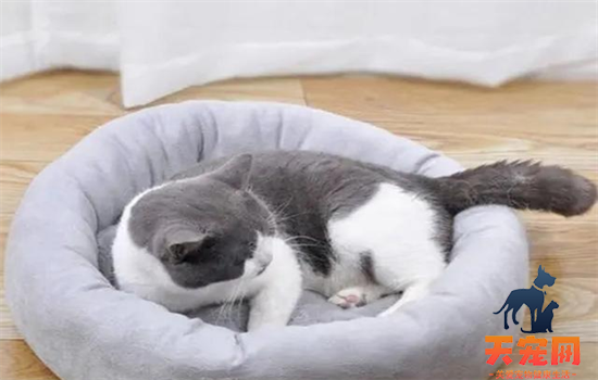 ​猫咪肠胃炎吃什么药效果最快