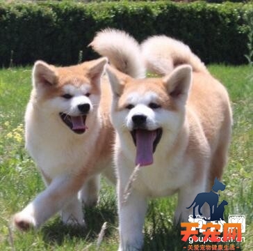 秋田犬不同年龄阶段的饲养方法