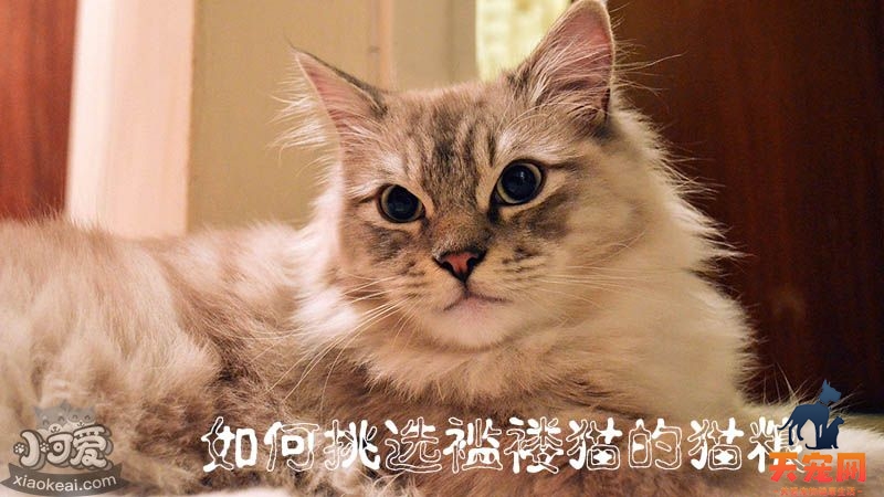 如何挑选褴褛猫的猫粮