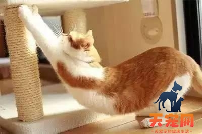 猫为什么老是要弓起背 猫为什么会弓起身子