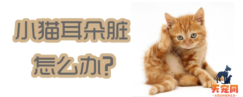 小猫耳朵脏怎么办