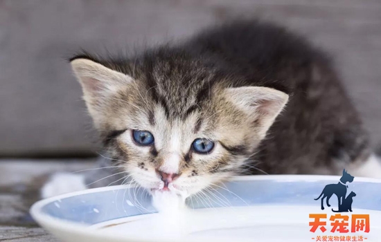 怎么看猫胖还是瘦 猫咪体态参考标准