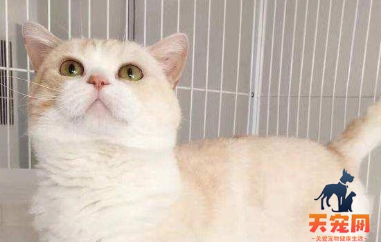 猫咪喜欢什么颜色 猫咪对于颜色判断能力非常差！