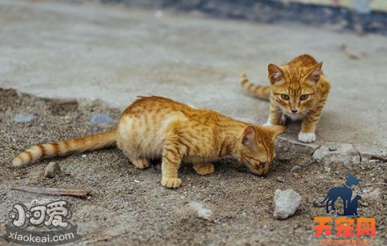 猫吃蟑螂怎么办