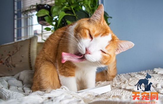 猫钻到发动机那里了怎么办 千万别贸然发动！