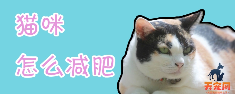 猫咪怎么减肥