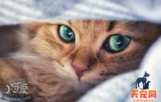 猫罐头怎么选 教你掌握各类猫罐儿小秘密