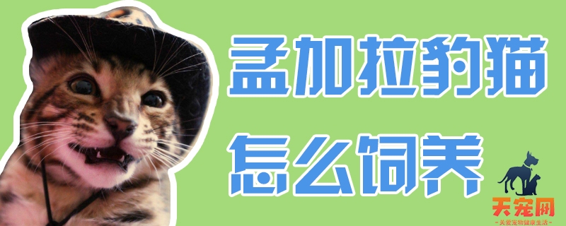 孟加拉豹猫怎么饲养