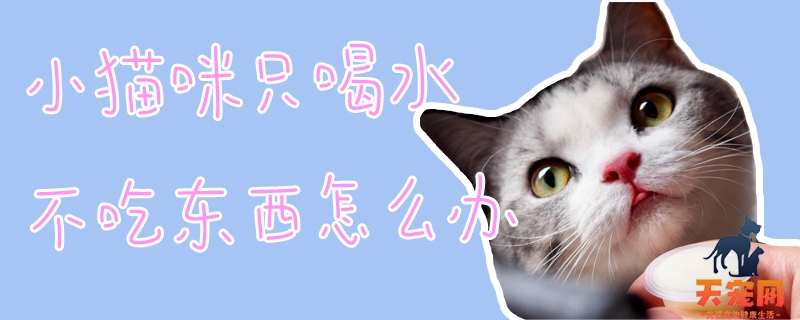 小猫咪只喝水不吃东西怎么办