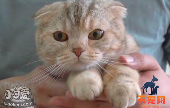 小猫可以剪指甲吗 多大小猫可以剪指甲