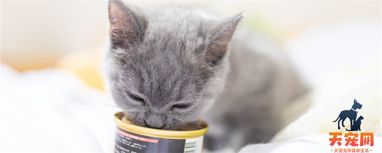 小猫总是吃不够 能吃能拉是好事