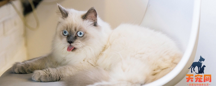 布偶猫不吃东西怎么办 几招教你让它变回小馋猫！