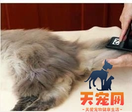 长毛猫怎么打理 长毛猫的猫需要精心呵护