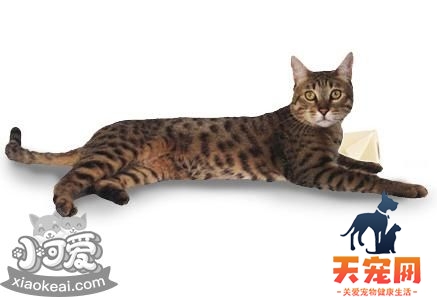 加州闪亮猫吃什么 加州闪亮猫喂养指南