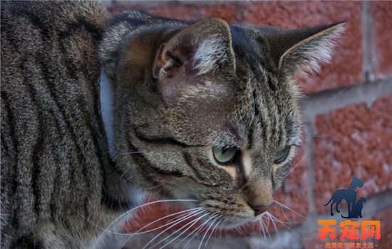 猫叫不出声音怎么回事 猫咪是不是突然变哑巴了