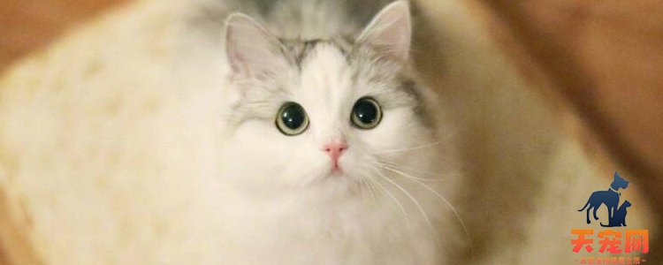 猫冬天要不要在笼子里放被子 冬季猫咪保暖攻略