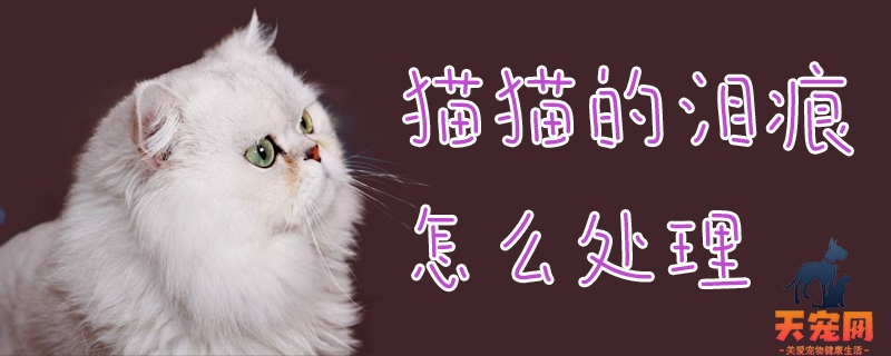 猫猫的泪痕怎么处理