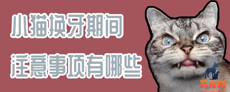 小猫换牙期间注意事项有哪些