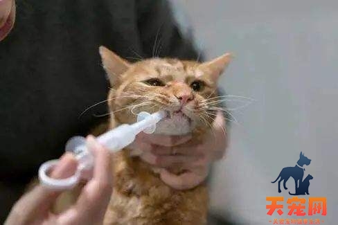 给猫做体外驱虫注意什么 猫体外驱虫这些可不能忽略的！