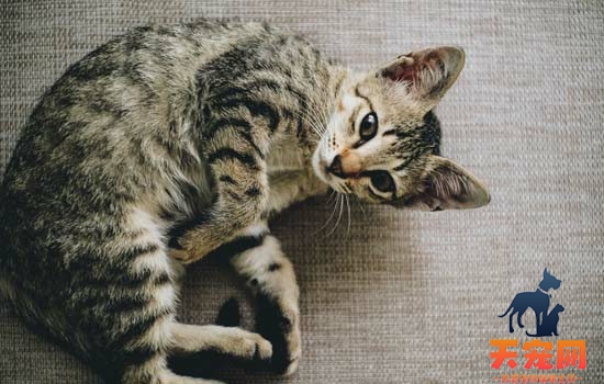 小猫疫苗间隔多长时间 小猫疫苗间隔多长时间打一次