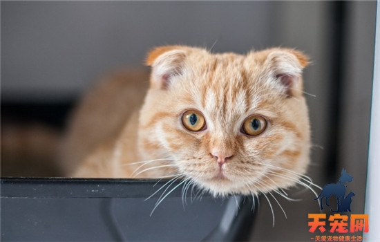 猫打疫苗吐黄水 猫咪打疫苗有哪些注意事项完