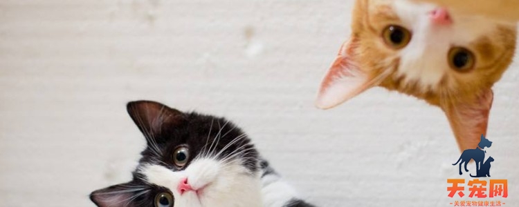 没出过门的猫咪跑丢了 那还不赶紧找回来吗？