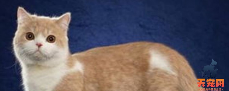 猫多大可以打疫苗 最佳的疫苗接种时间你知道了吗？