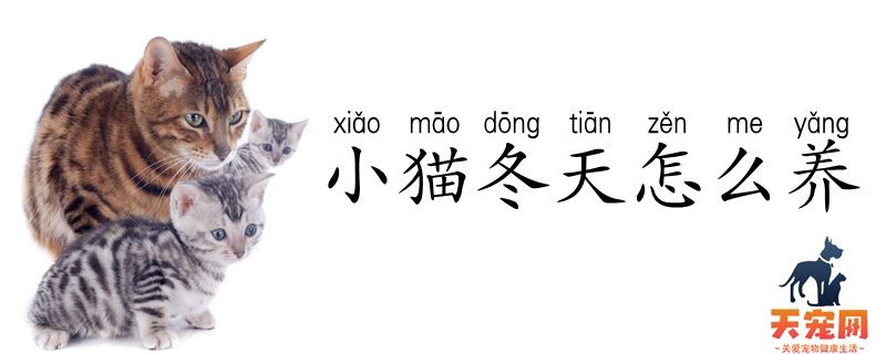 小猫冬天怎么养