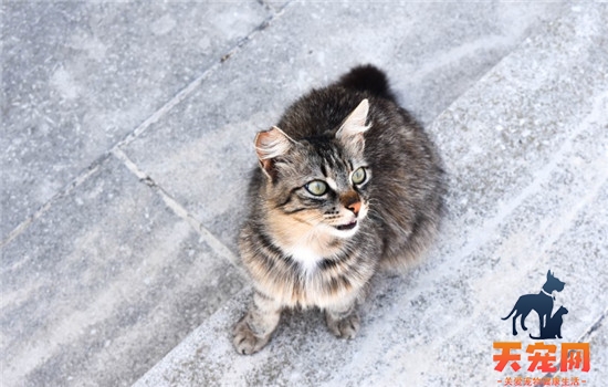 猫咪便秘会出现什么症状 猫便秘容易分辨出来吗