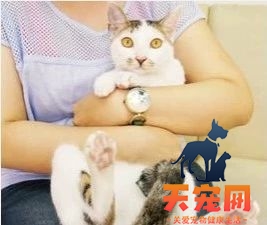 怎么给猫刷牙齿 给猫刷牙需要掌握技巧！