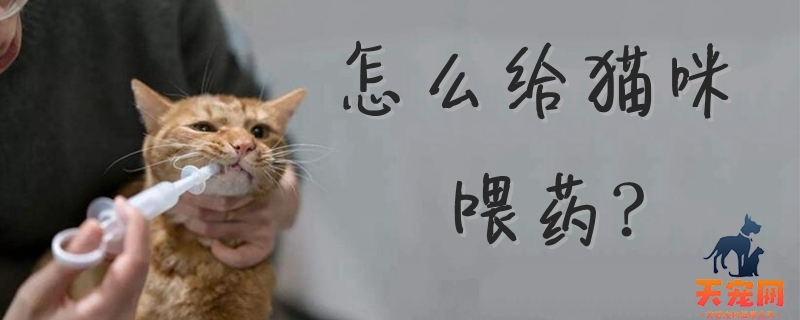 怎么给猫咪喂药