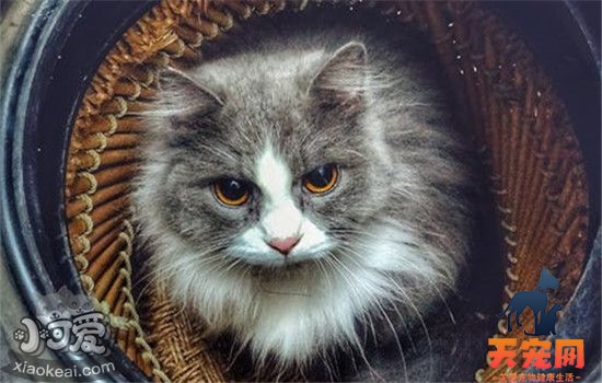 猫咪结膜炎的症状是什么 猫咪得了结膜炎要怎么治疗