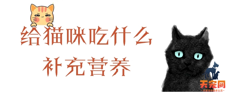 给猫咪吃什么补充营养