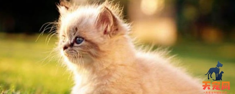 为什么猫咪眼睛黄眼屎怎么办 看看是什么原因吧！为什么猫咪眼睛黄眼屎怎么办 看看是什么原因吧！