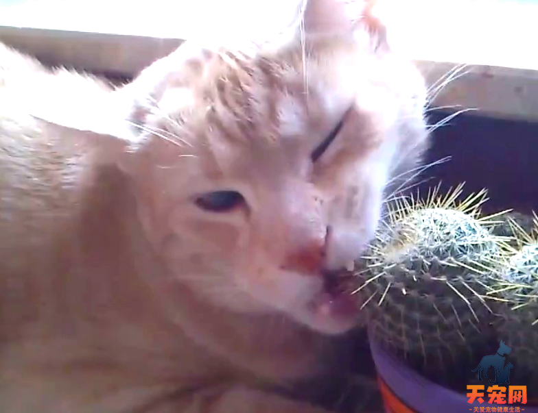 猫为什么喜欢吃仙人掌 猫为什么不怕仙人掌