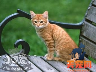 美国刚毛猫掉毛吗 美国刚毛猫掉毛解决办法