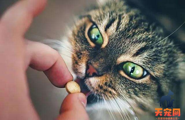 猫喂药喂不进去怎么办 猫喂药喂不进去有什么办法