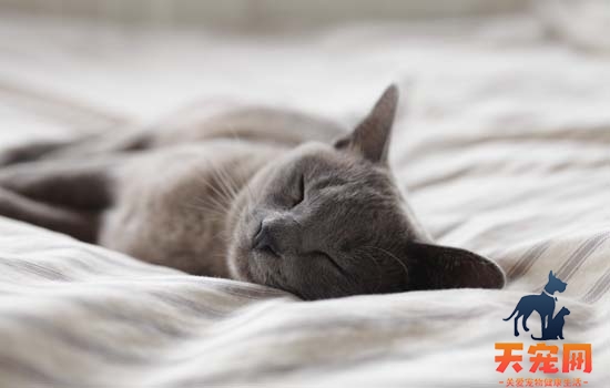猫咪一天睡多久 猫咪一天睡14～15个小时​