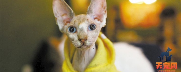 猫冬天需要穿衣服吗? 哪些猫需要穿衣服？