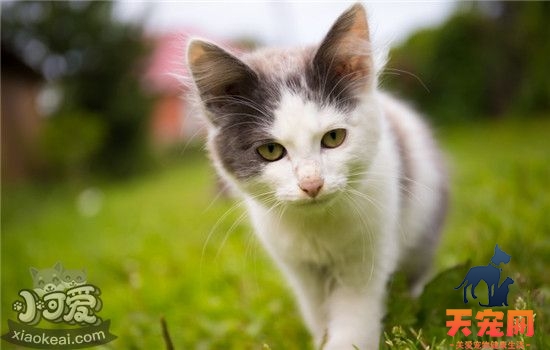 猫咪体外驱虫有什么用 给猫体外驱虫有哪些方法