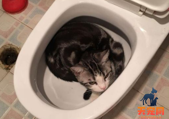 猫为什么往马桶里跳 猫咪是对流动的水感兴趣