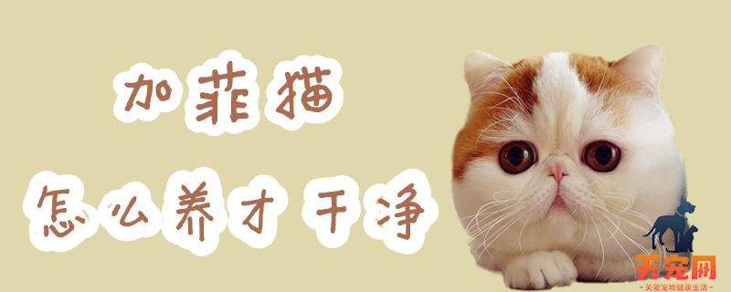 加菲猫怎么养才干净