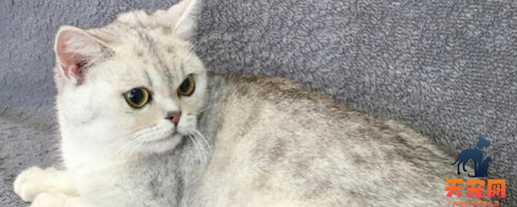 猫咪犬牙容易断 避免接触坚硬的东西！
