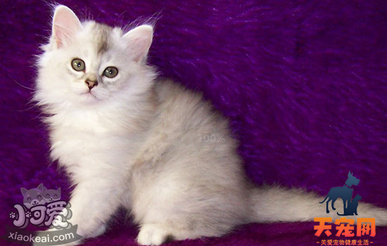 蒂凡尼猫绝育前要准备什么 绝育前需要的你都准备好了吗