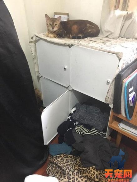 猫为什么喜欢躲在衣柜子里面 猫为什么喜欢躲在柜子上