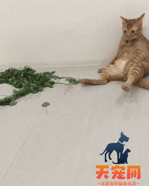 猫为什么对猫薄荷有反应上瘾 猫为什么吃猫薄荷会兴奋