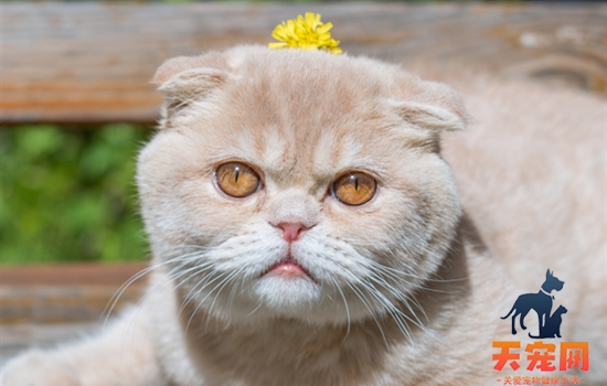 猫为什么讨厌橘子皮味 猫为什么讨厌橘子皮的味道