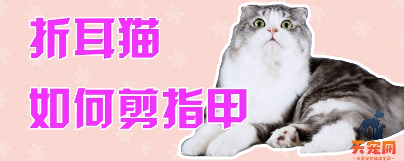 折耳猫如何剪指甲