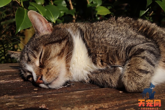 猫冬天爱睡觉正常吗 怎么通过睡姿看身体状况